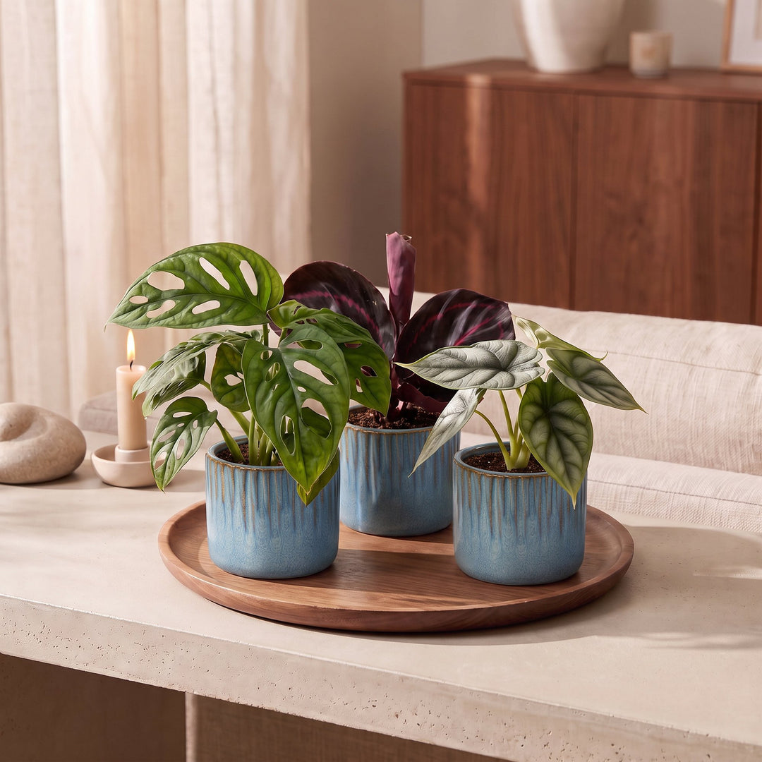 Baby Jungle Mix tropical houseplants, pack of 3, image 3