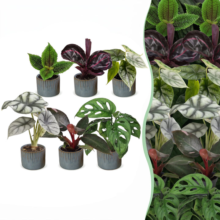 Baby Jungle Mix tropical houseplants, pack of 6