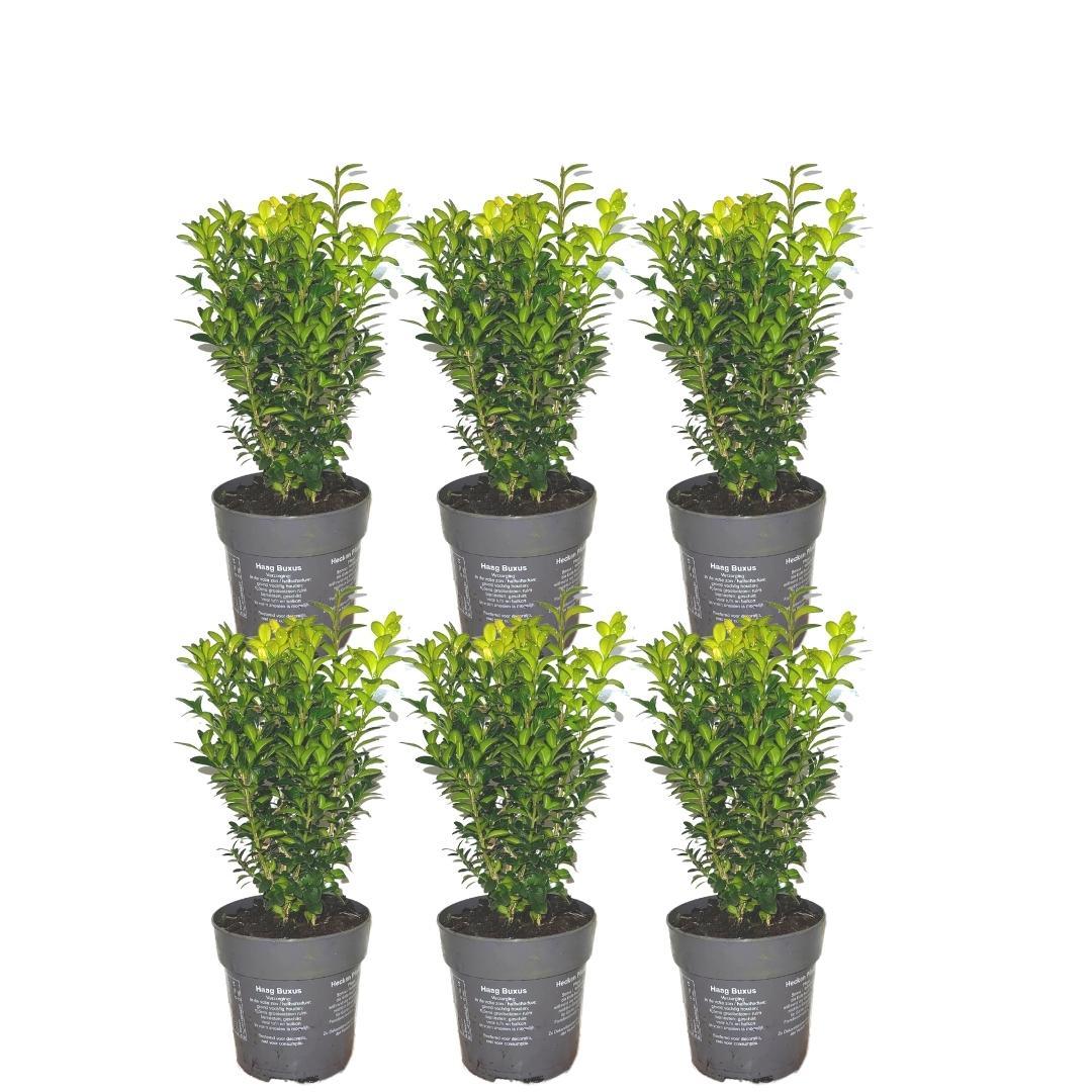 Buxus sempervirens hedge pack, 6 plants in 12cm pots