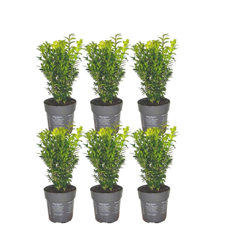 Buxus sempervirens hedge pack, 6 plants in 12cm pots
