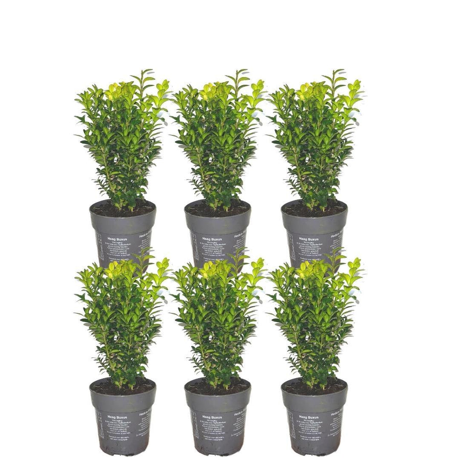Buxus sempervirens hedge pack, 6 plants in 12cm pots