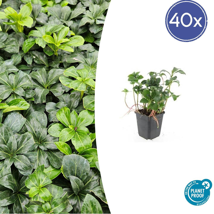 40x Pachysandra Green Sheen - Glossy Evergreen Ground Cover 10-25cm