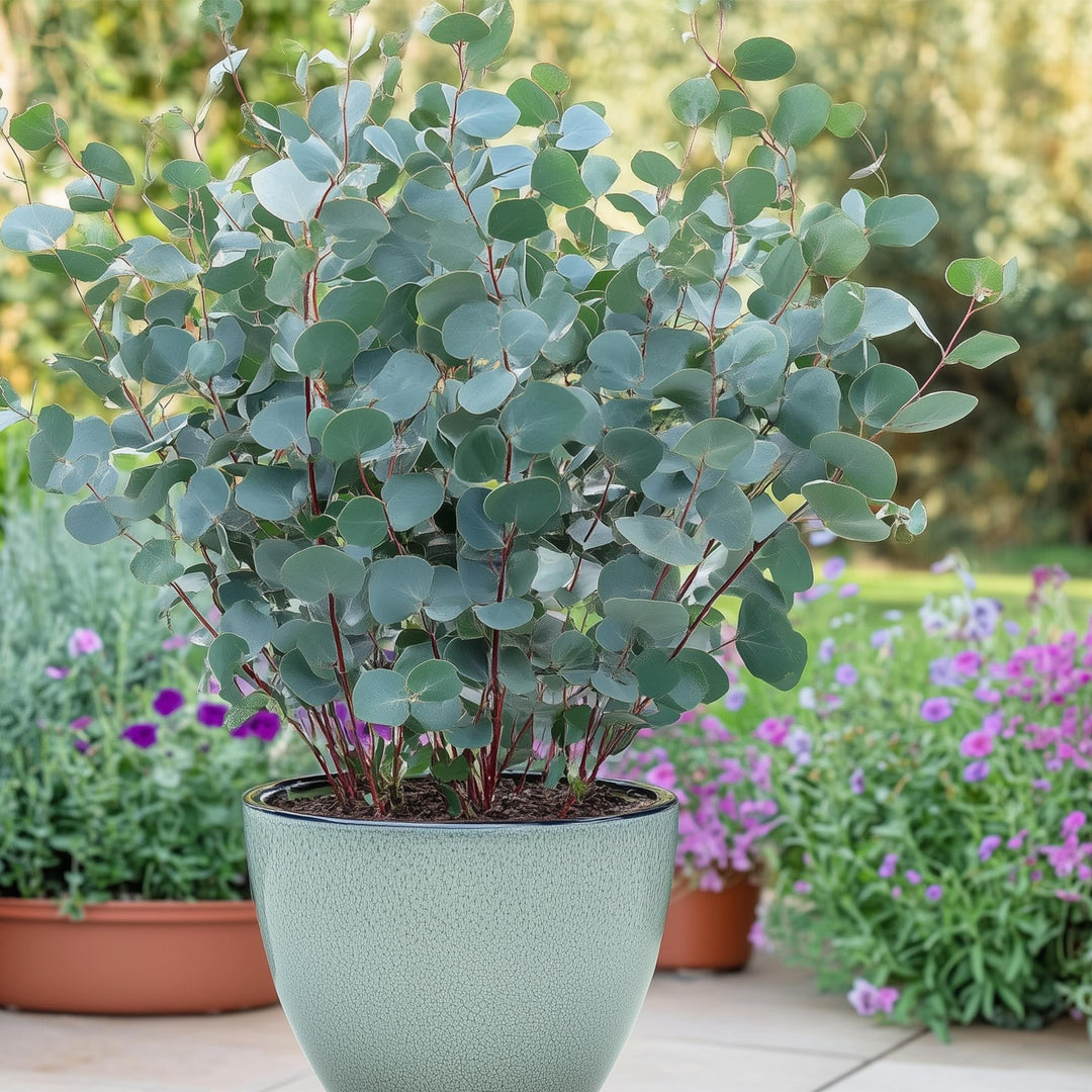 Pack of 6 Eucalyptus gunnii plants in 17cm pots, 40cm tall - view 4