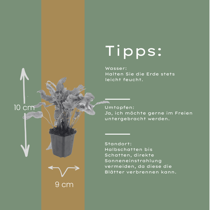 6x Asplenium scolopendrium - ↕10-25cm - Ø9cm styled in an Irish home interior