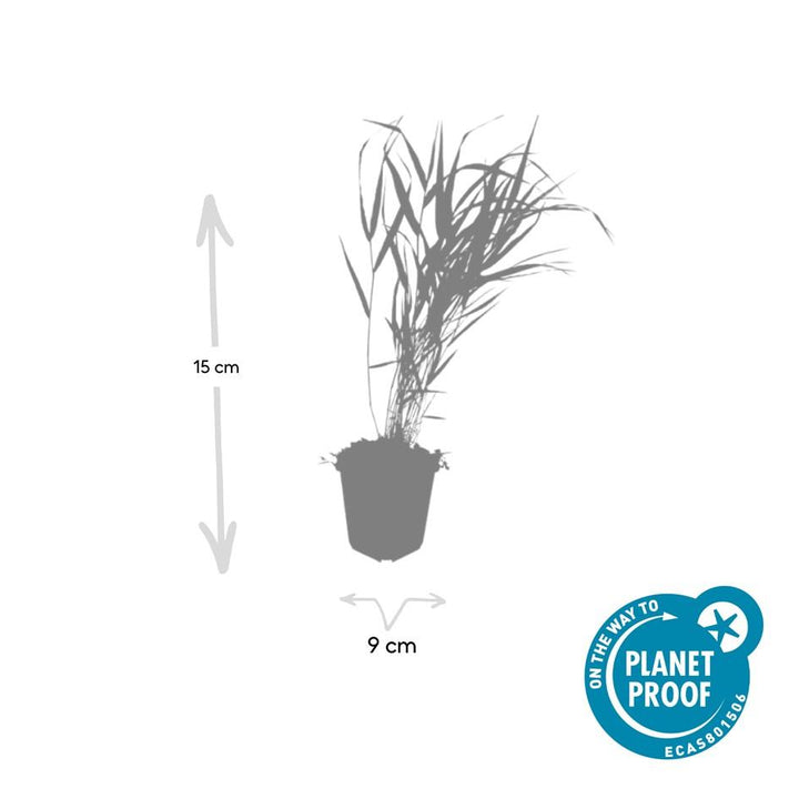 24x Hakonechloa macra - ↕10-25cm - Ø9cm