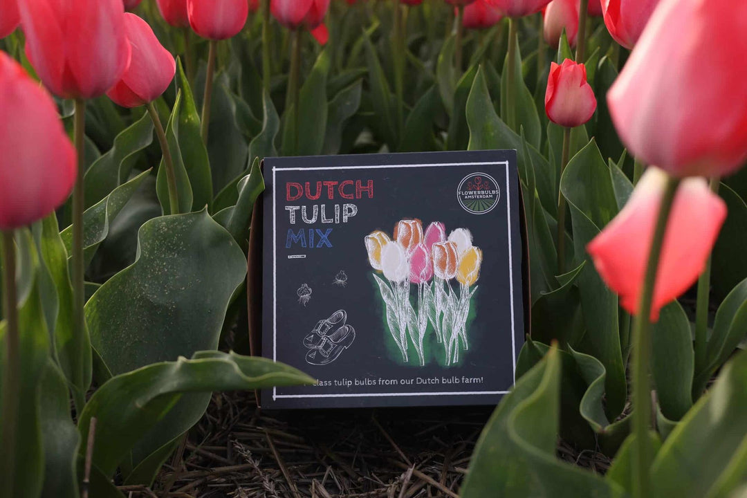 Dutch Tulip Mix - Luxury 40 Set