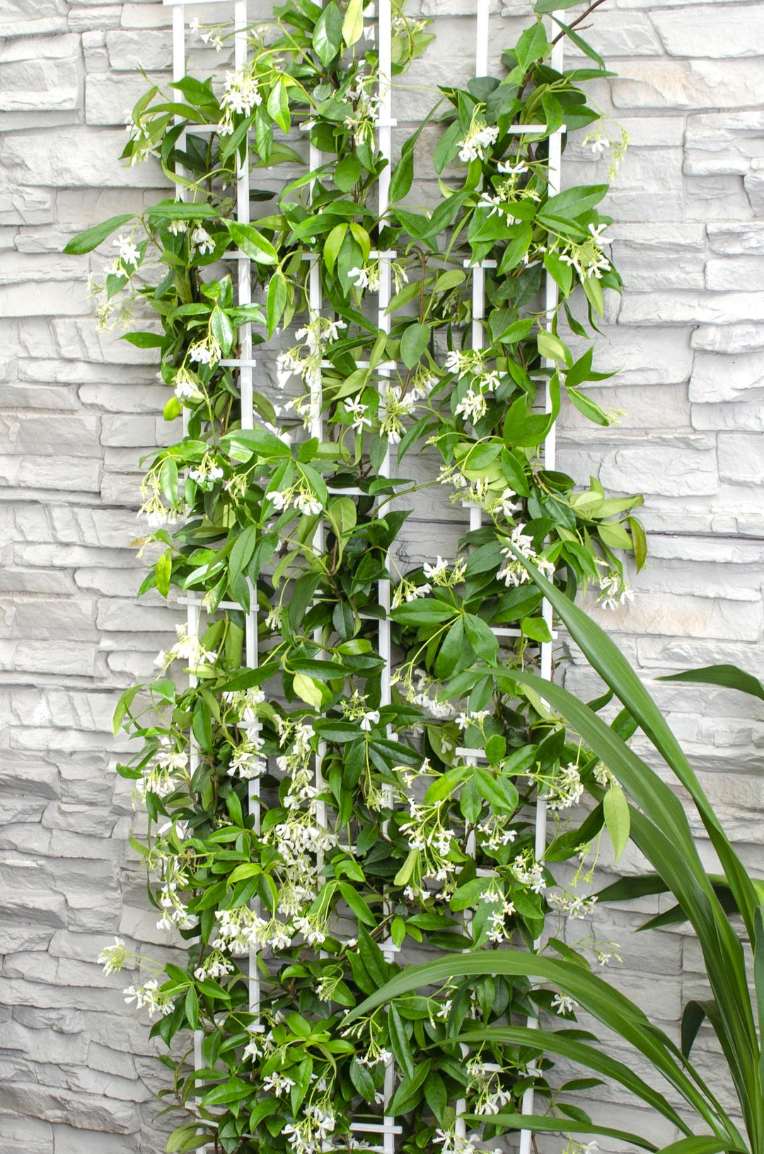 2x - Trachelospermum 'Star of Venice' - ↨65cm - Ø15 styled in an Irish home interior
