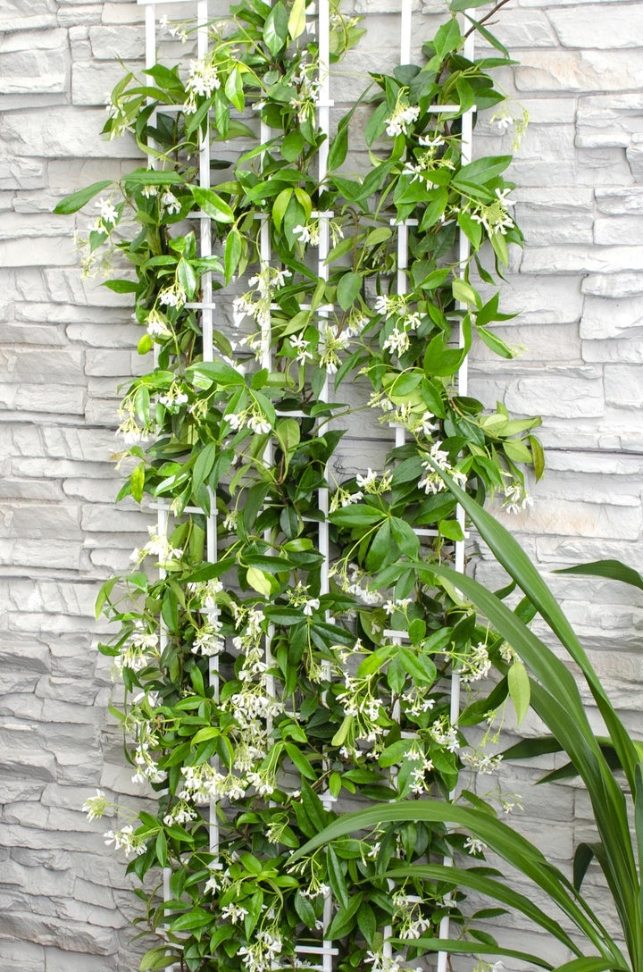 2x - Trachelospermum 'Star of Venice' - ↨65cm - Ø15 styled in an Irish home interior