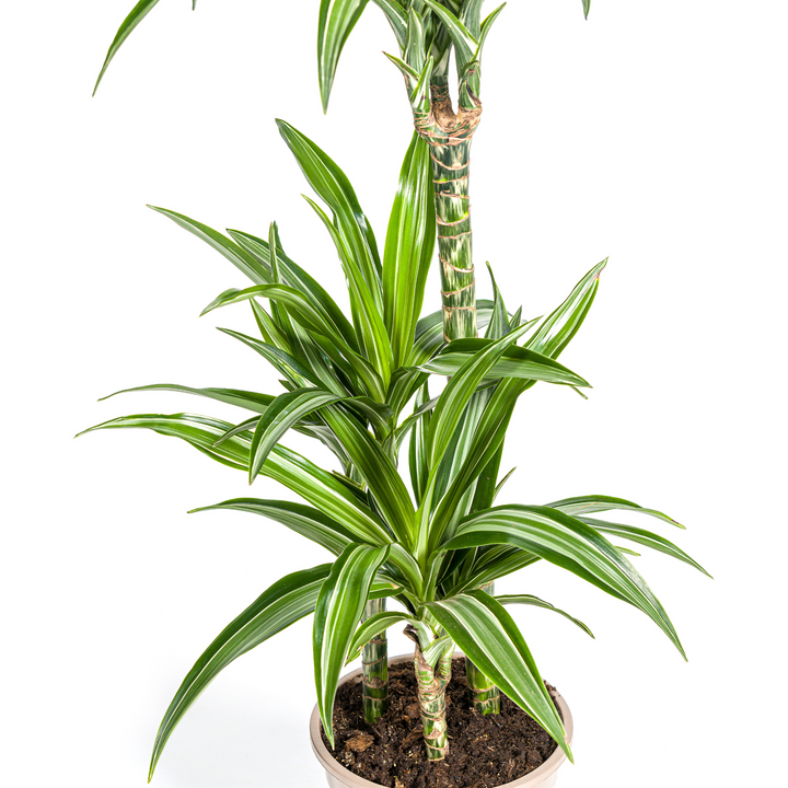 Dracaena Deremensis White Stripe 90-110cm — Dragon Tree in 21cm pot, with basket