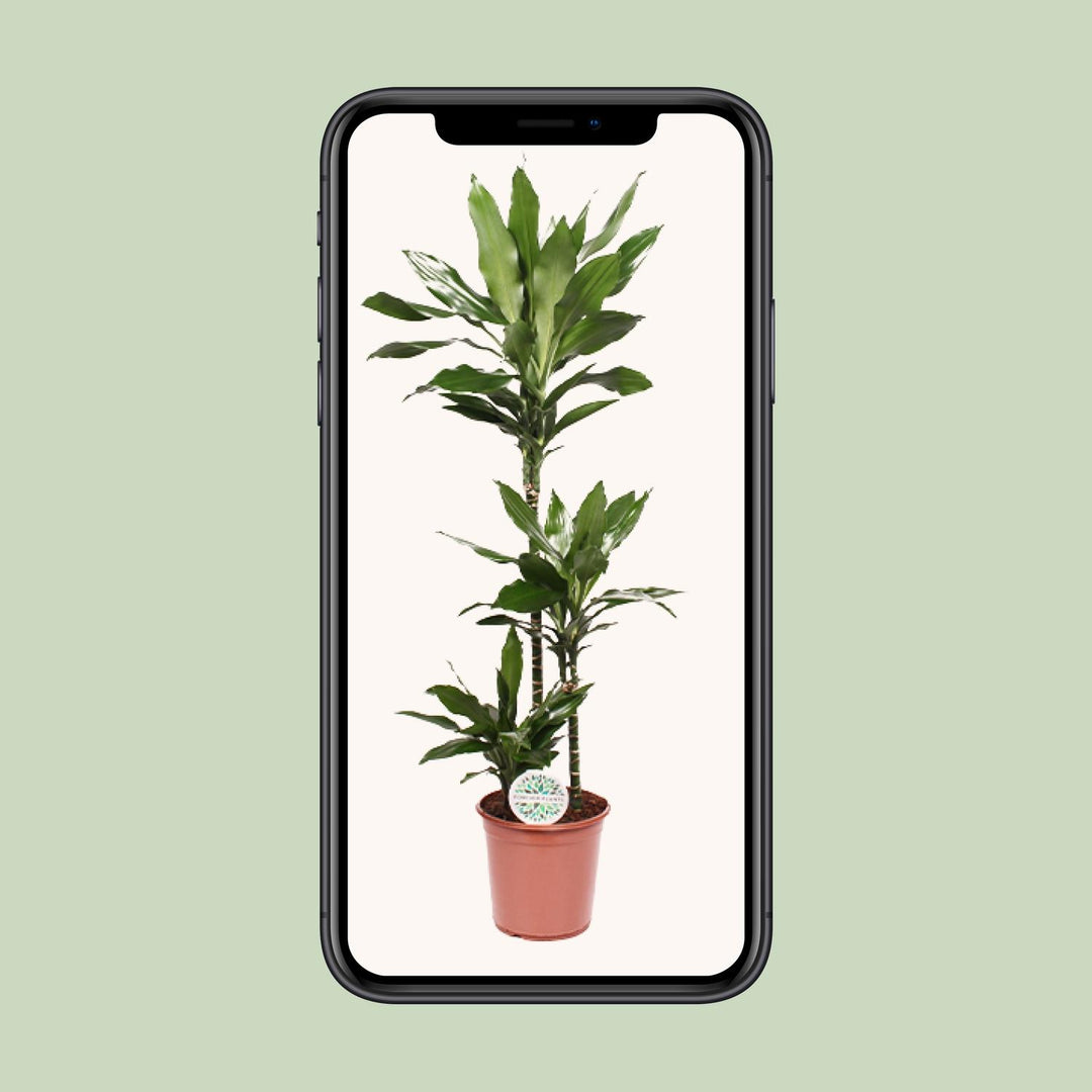 Dracaena Janet Lind - Ø24cm - ↕130cm — healthy root ball and nursery pot ready to ship from Ireland