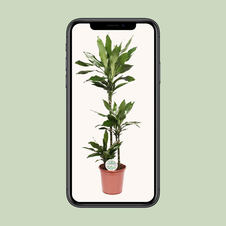 Dracaena Janet Lind - Ø24cm - ↕130cm — healthy root ball and nursery pot ready to ship from Ireland