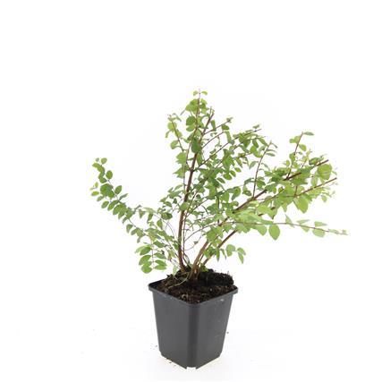 48x Symphoricarpos 'Hancock' Snowberry - Hardy Ground Cover 10-25cm