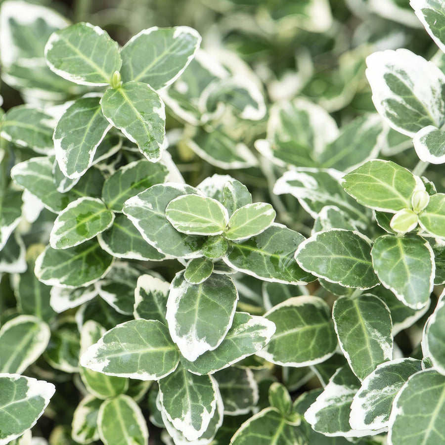 24x Euonymus Emerald Gaiety alternative angle showing habit and leaf structure