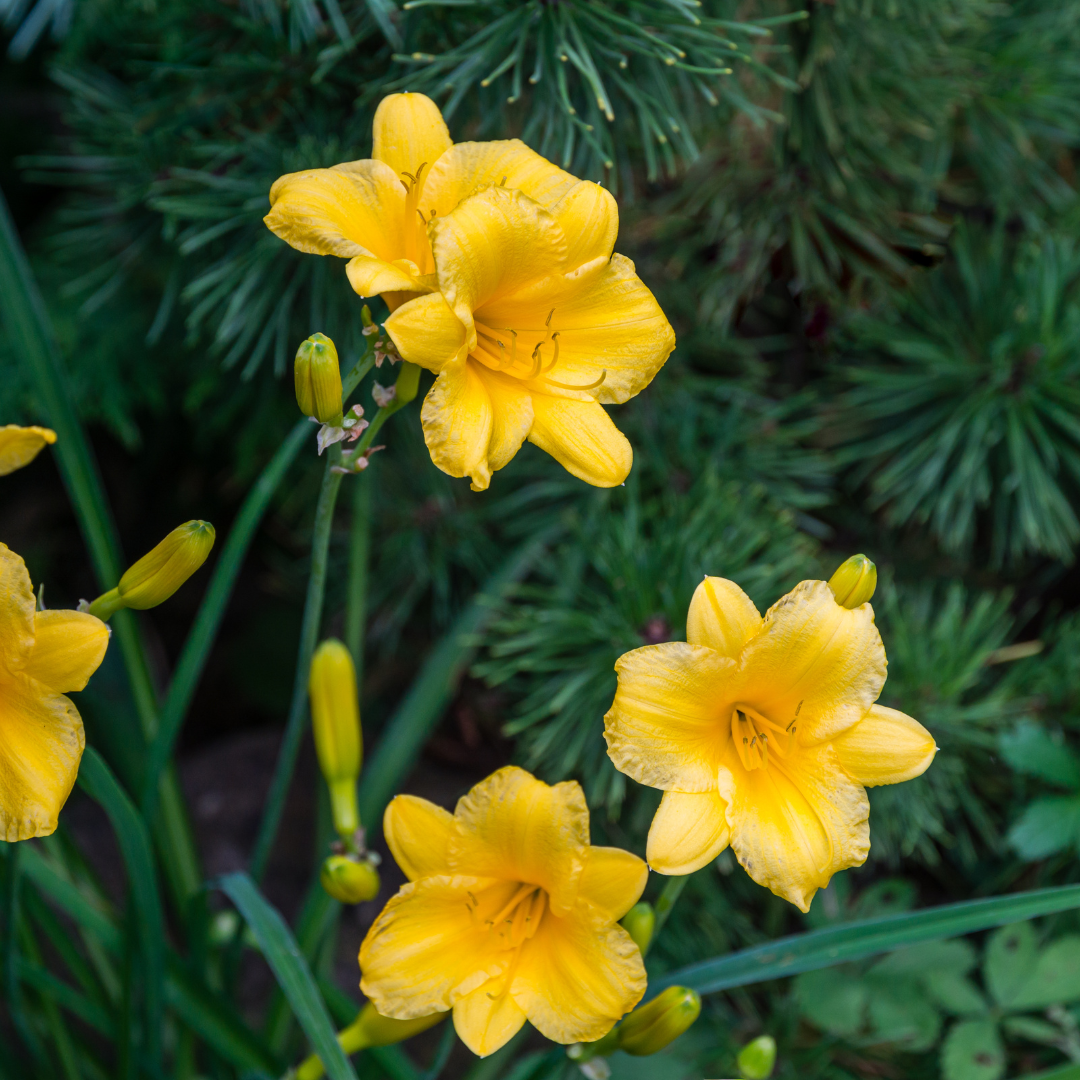 Healthy foliage and strong roots close-up of 24x Hemerocallis 'Stella de Oro' - ↕10-25cm - Ø9cm