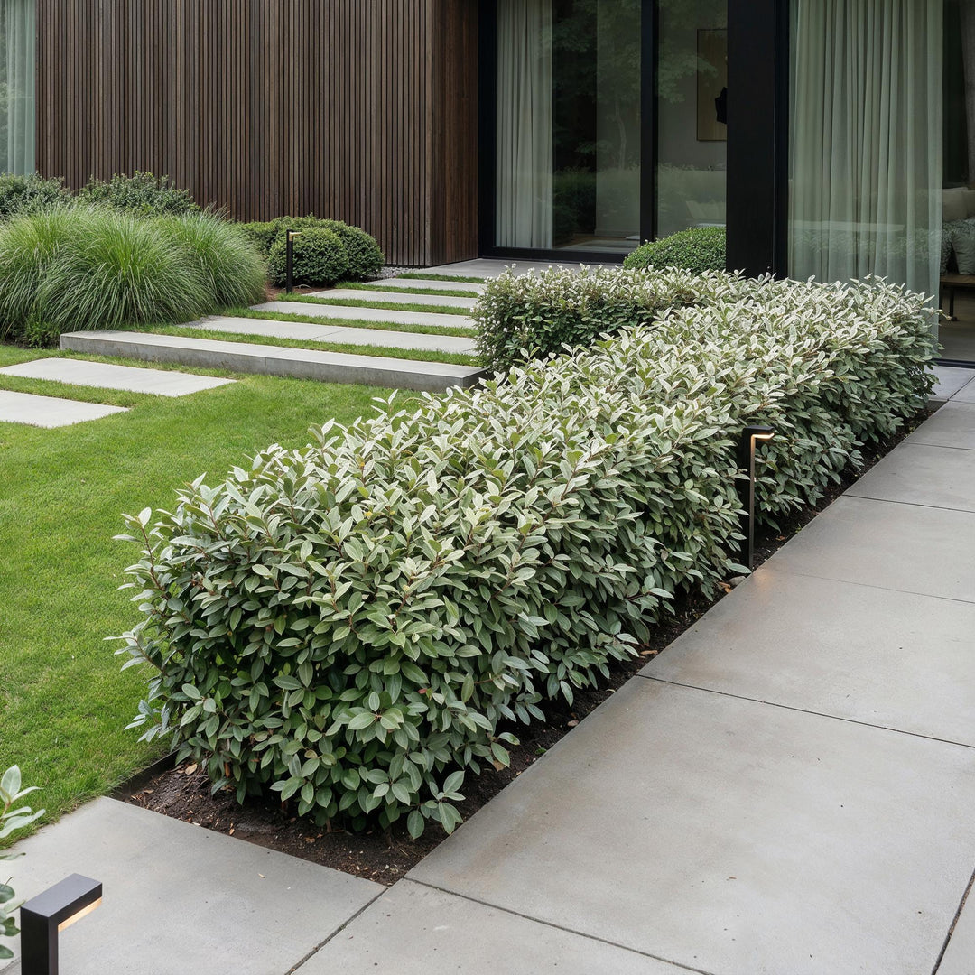 24 Elaeagnus ebbingei 'Compacta' hedging plants in 9cm pots, 25-35cm tall - view 6