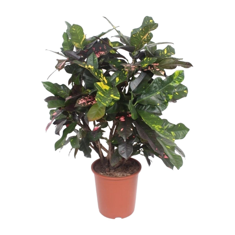 Croton Plant (Codiaeum Magnificent) - 110cm Indoor Air Purifier
