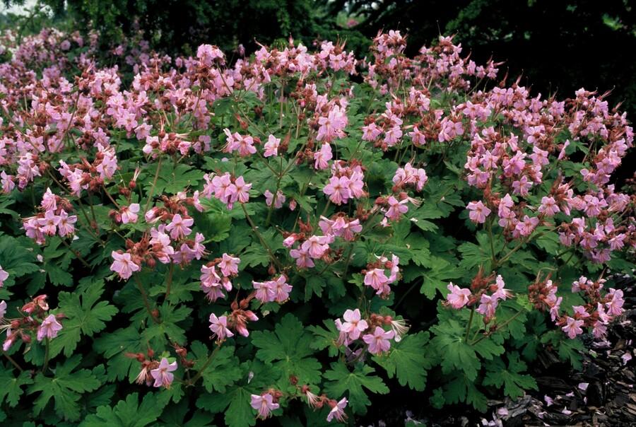 6x Geranium macr. 'Ingwersen's Var.' - ↕10-25cm - Ø9cm alternative angle showing habit and leaf structure