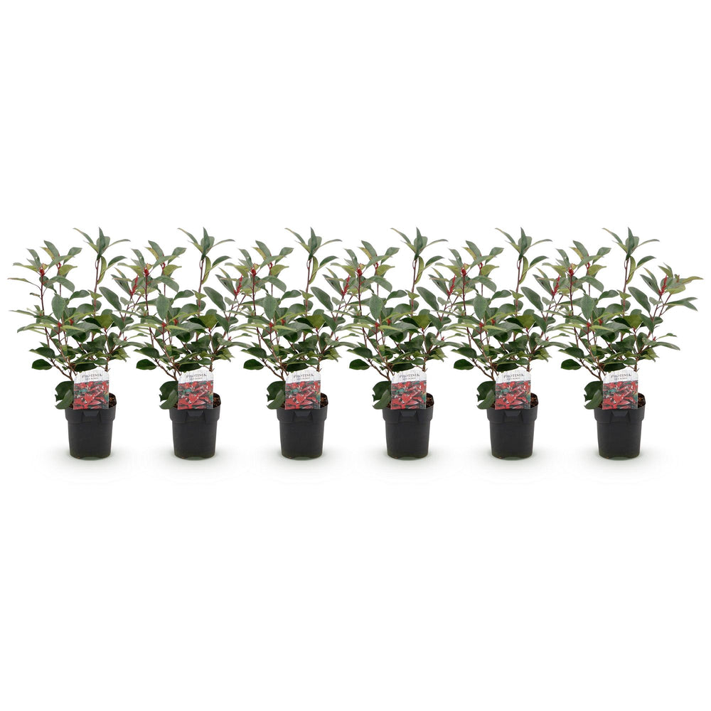 Photinia fraseri Red Robin hedge plants, pack of 6, image 2