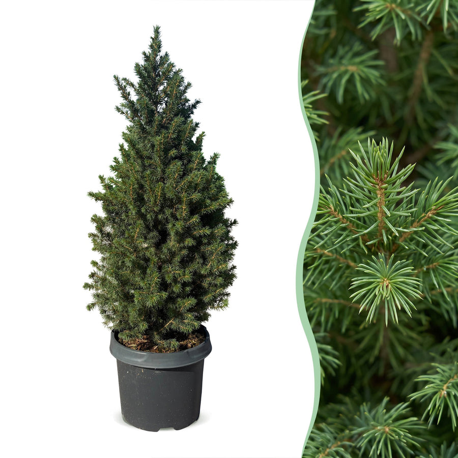 Picea glauca Conica Dwarf Alberta Spruce Christmas tree in 23 cm container