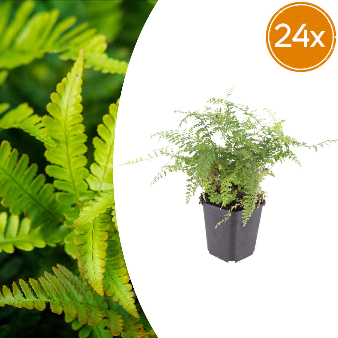 Polystichum 'Herrenhausen' fern with feathery, finely divided bright green fronds in black plastic pot, 10-25cm tall