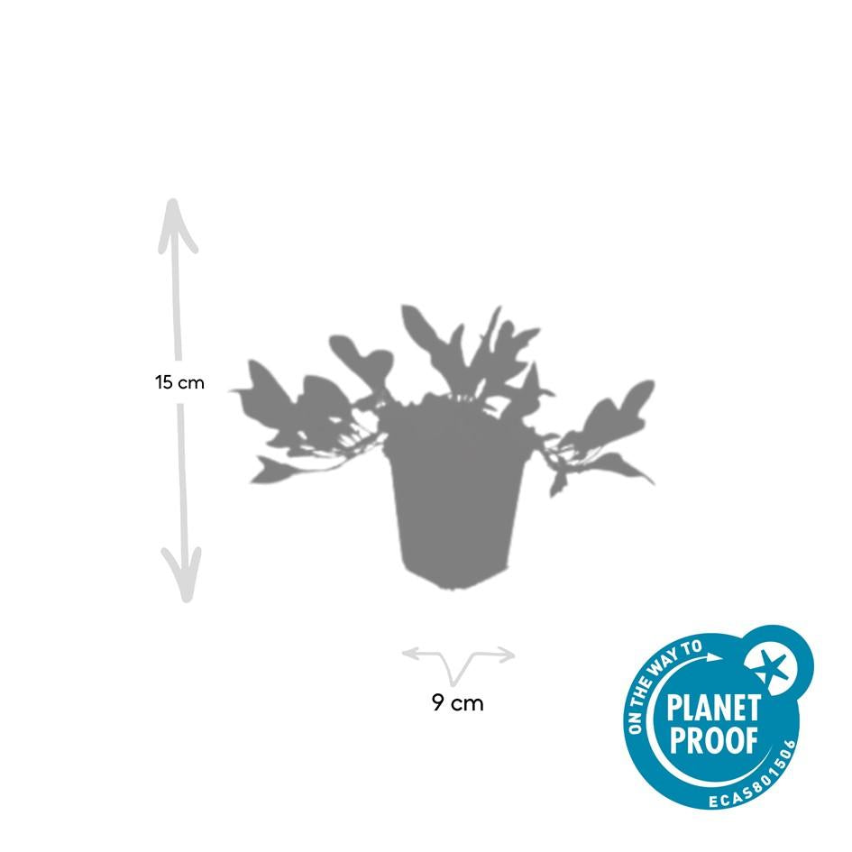 6x Persicaria aff. 'Darjeeling Red' - ↕10-25cm - Ø9cm