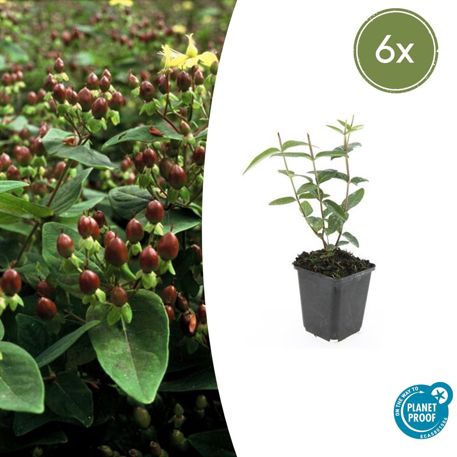 Young hypericum plant with narrow green leaves and upright stems in black plastic pot, 10-25cm tall