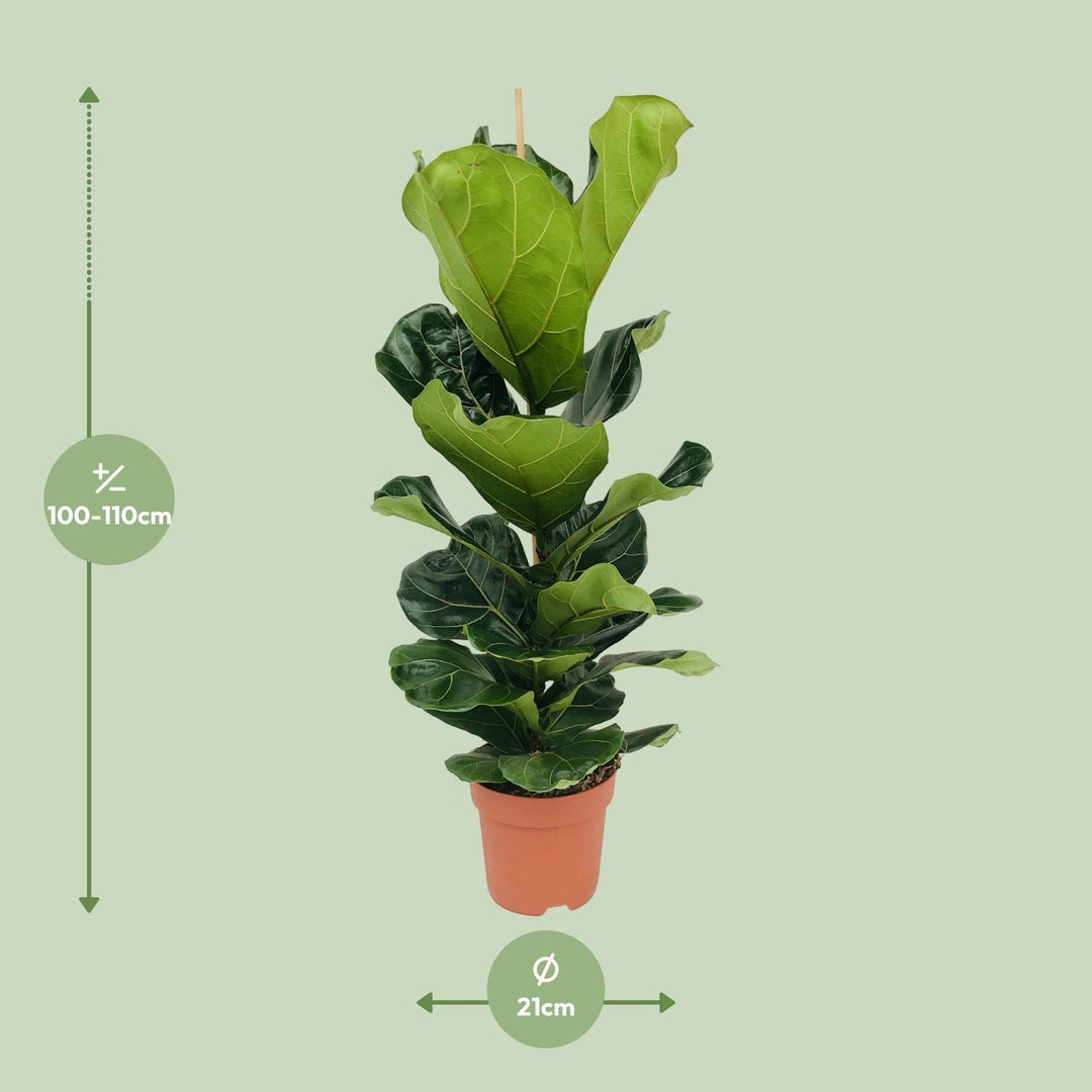 Ficus Lyrata Fiddle Leaf Fig - 21cm Pot - 100cm Tall