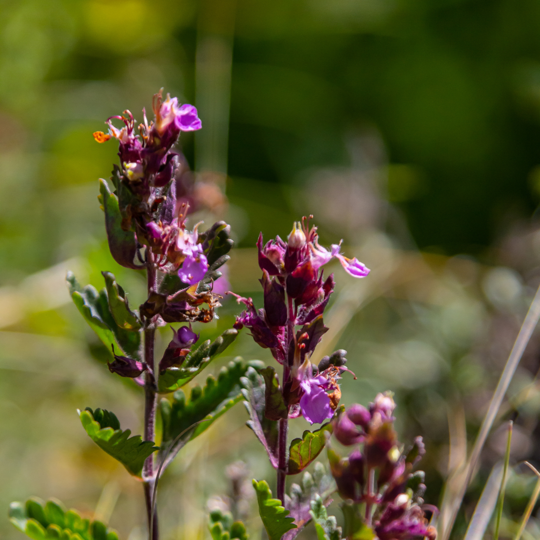 60x Teucrium lucidrys - ↕10-25cm - Ø9cm