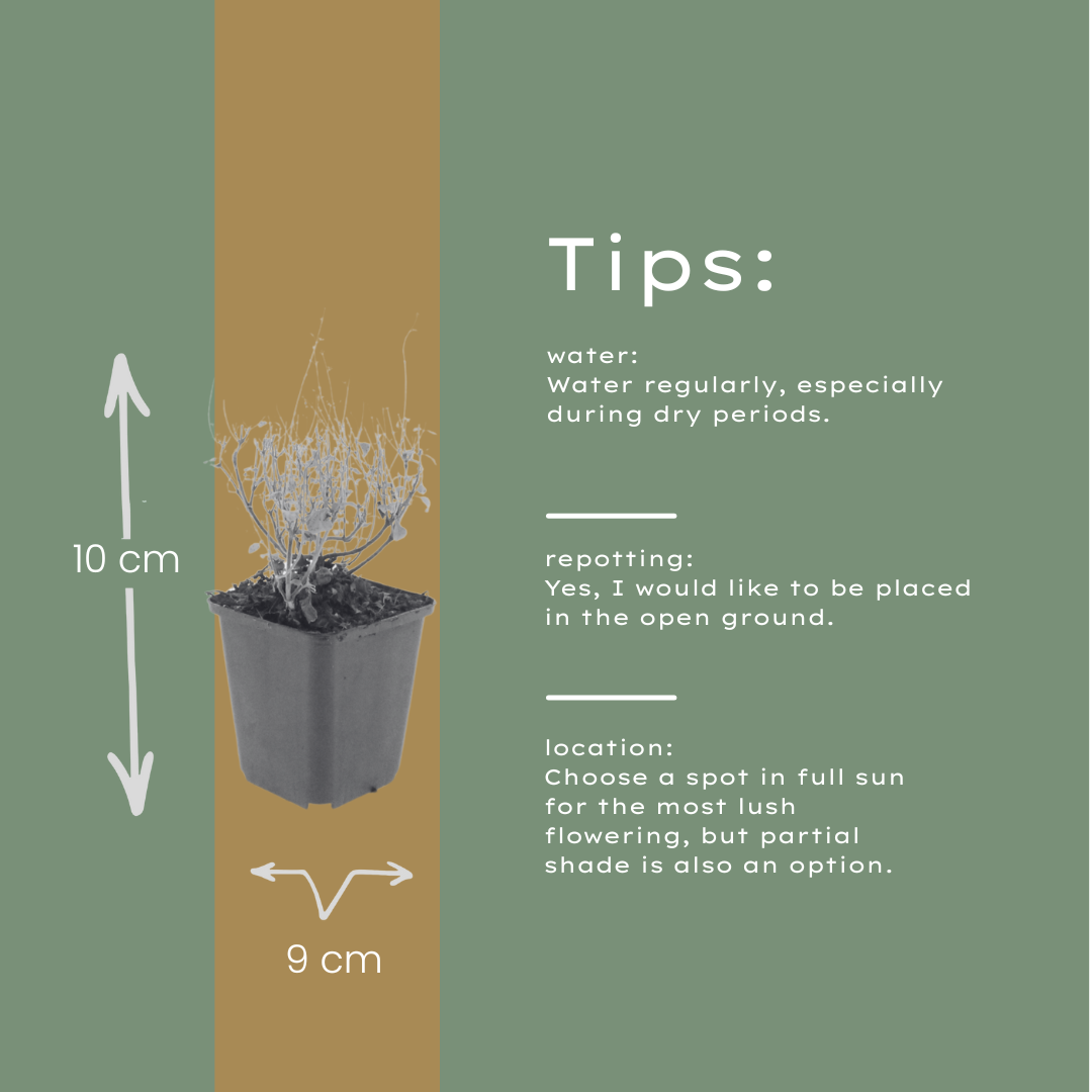 60x Calamintha n. nepeta - ↕10-25cm - Ø9cm