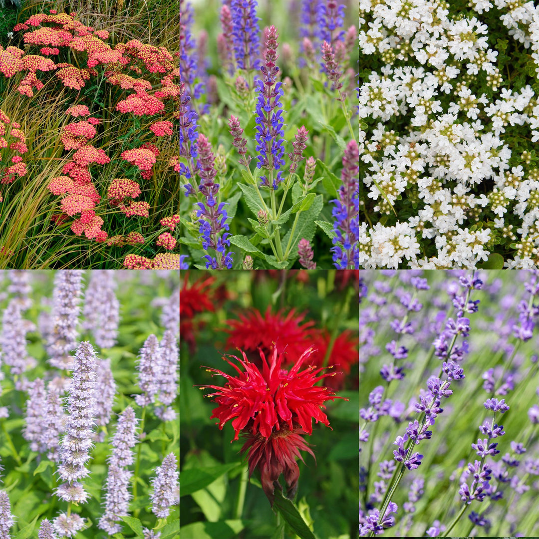 Border pack of 24 mixed scented perennials in 11cm pots - view 5