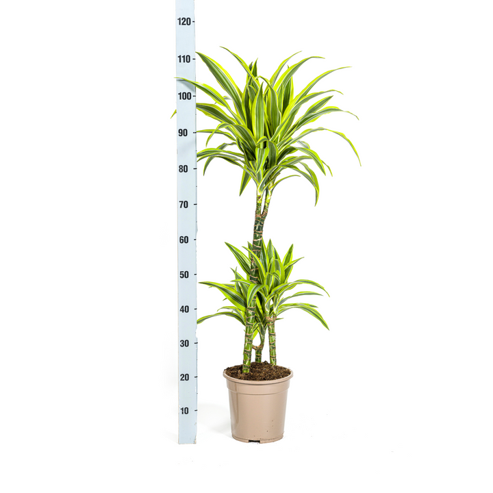 Dracaena Deremensis Lemon Lime 90-110cm — Dragon Tree in 21cm pot