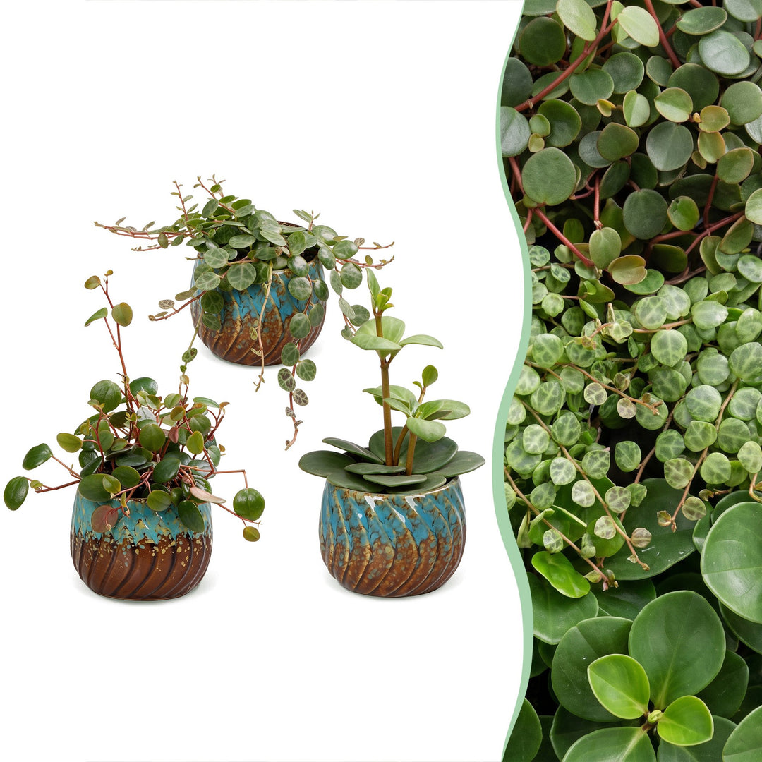 Baby Peperomia Mix plants, pack of 3
