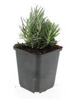 24x Lavandula ang. 'Dwarf Blue' - ↕10-25cm - Ø9cm full-plant overview, purple flower spikes and silvery aromatic foliage