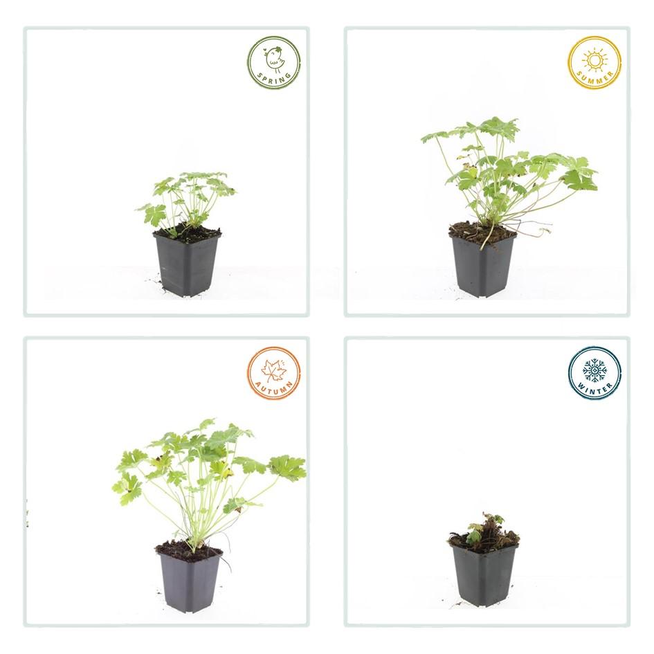 6x Geranium macr. 'Czakor' - ↕10-25cm - Ø9cm — healthy root ball and nursery pot ready to ship from Ireland