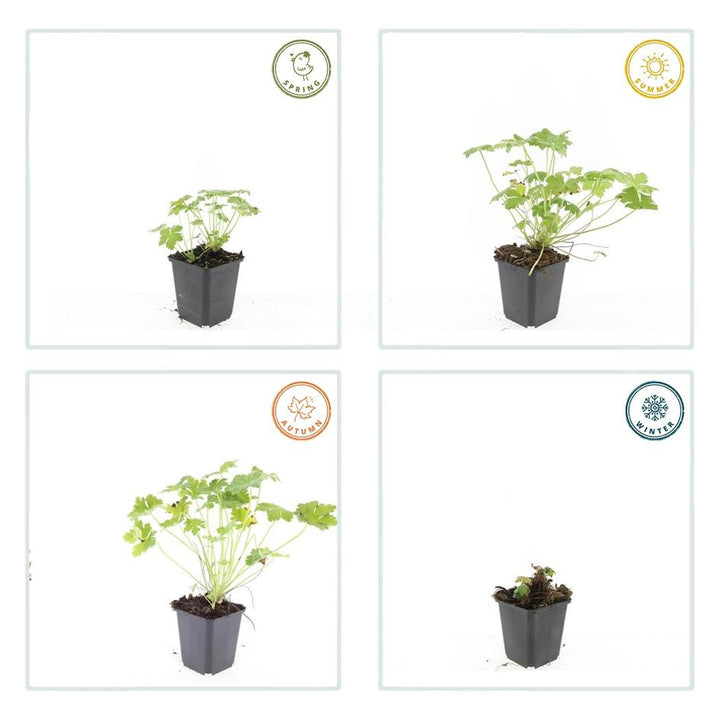 6x Geranium macr. 'Czakor' - ↕10-25cm - Ø9cm — healthy root ball and nursery pot ready to ship from Ireland