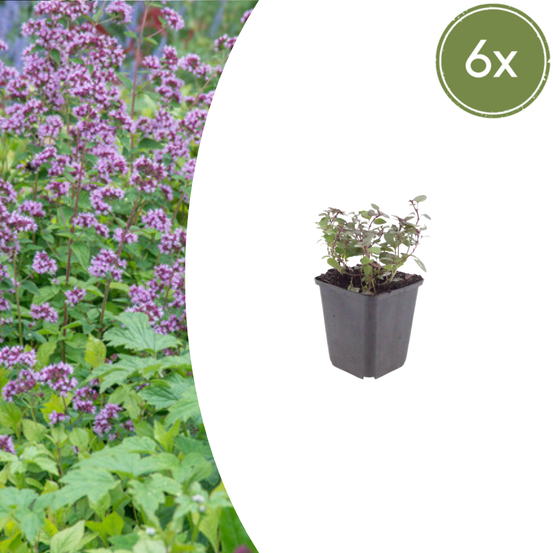 Healthy foliage and strong roots close-up of 6x Origanum laevigatum 'Herrenhausen' - ↕10-25cm - Ø9cm
