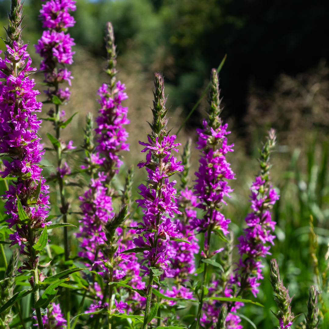 Purple loosestrife with magenta flower spikes and green foliage in 9cm pot, 10-25cm height