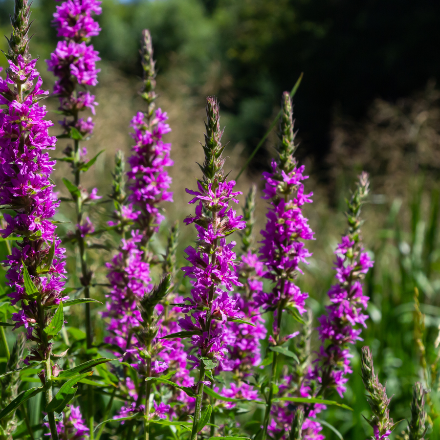 Purple loosestrife with magenta flower spikes and green foliage in 9cm pot, 10-25cm height
