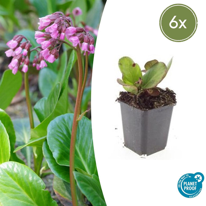 Bergenia cordifolia 'Herbstblüte' with pink-magenta flowers clustered on reddish stems above heart-shaped green leaves