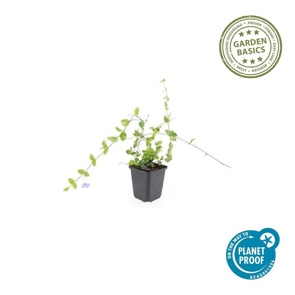 6x Vinca minor 'Blue and Gold' - ↕10-25cm - Ø9cm