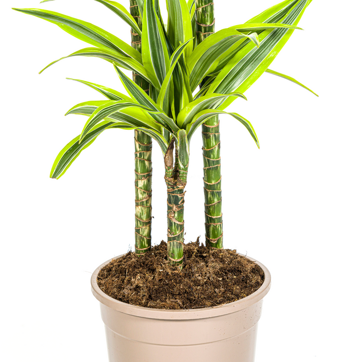 Dracaena Deremensis Lemon Lime with basket Ø24cm - ↕130 - 150cm