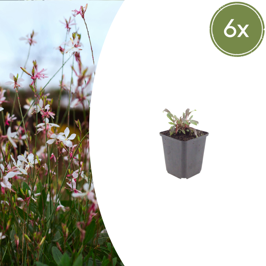 Healthy foliage and strong roots close-up of 6x Gaura l. 'Siskiyou Pink' - ↕10-25cm - Ø9cm