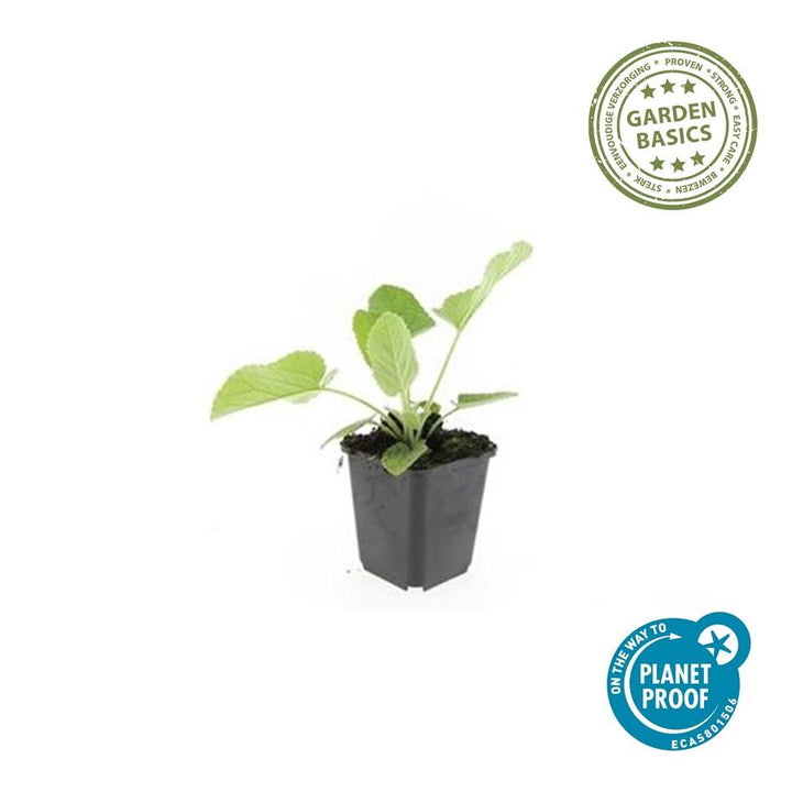 60x Phlomis russeliana - ↕10-25cm - Ø9cm