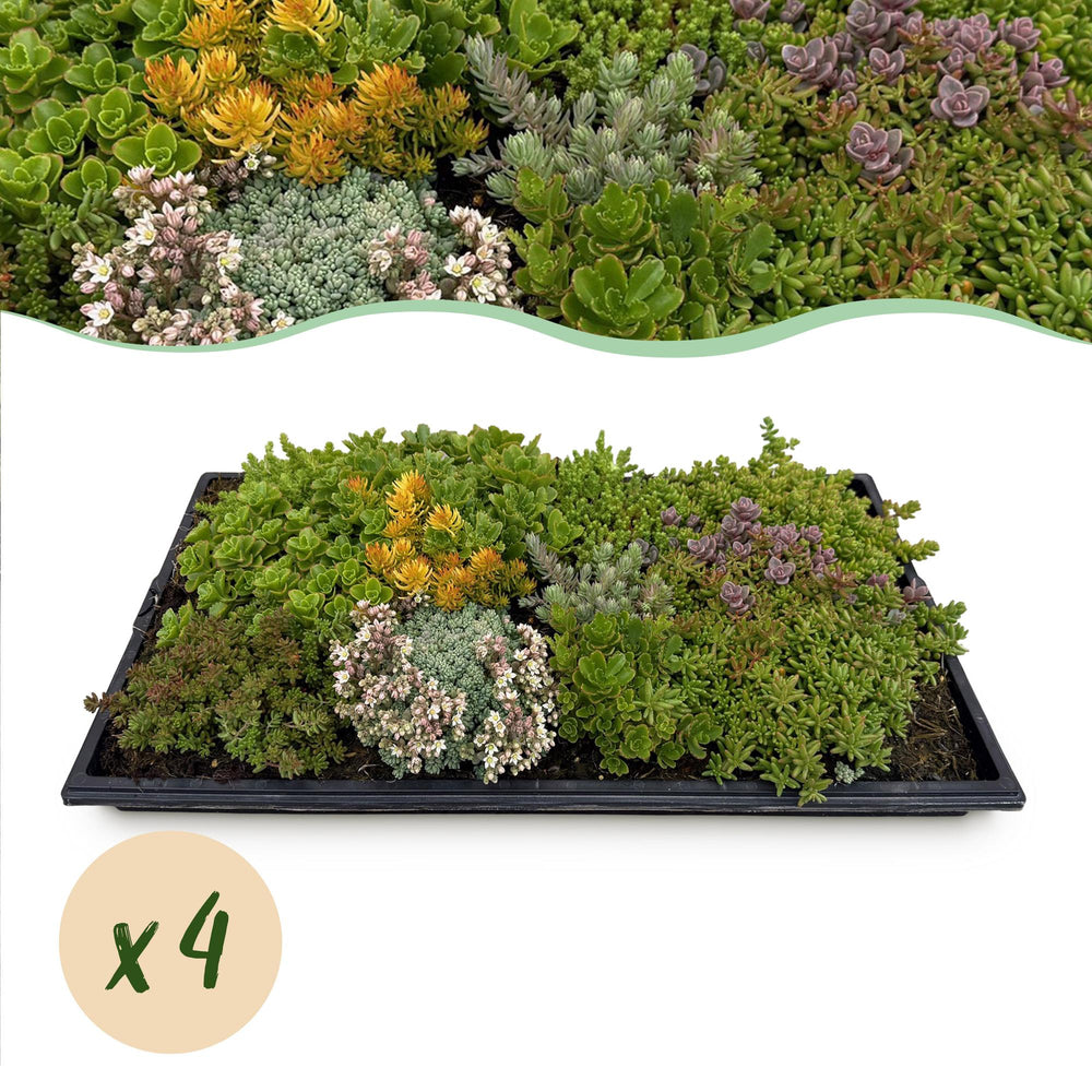 Pack of 4 sedum mats blending 10 sedum species, 50 x 30cm