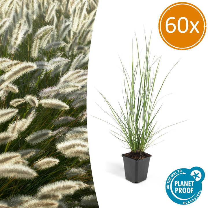 Pennisetum Alopecuroides 'Hameln': Elegant Fountain Grass for Dynamic Gardens – Buy Now!