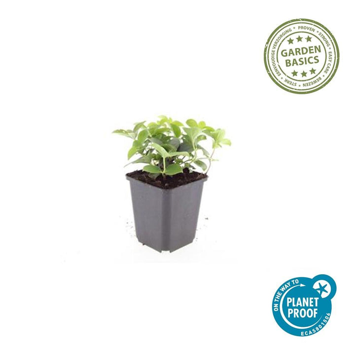 20x Cornus Canadensis Plants - Bunchberry Ground Cover - 10-25cm