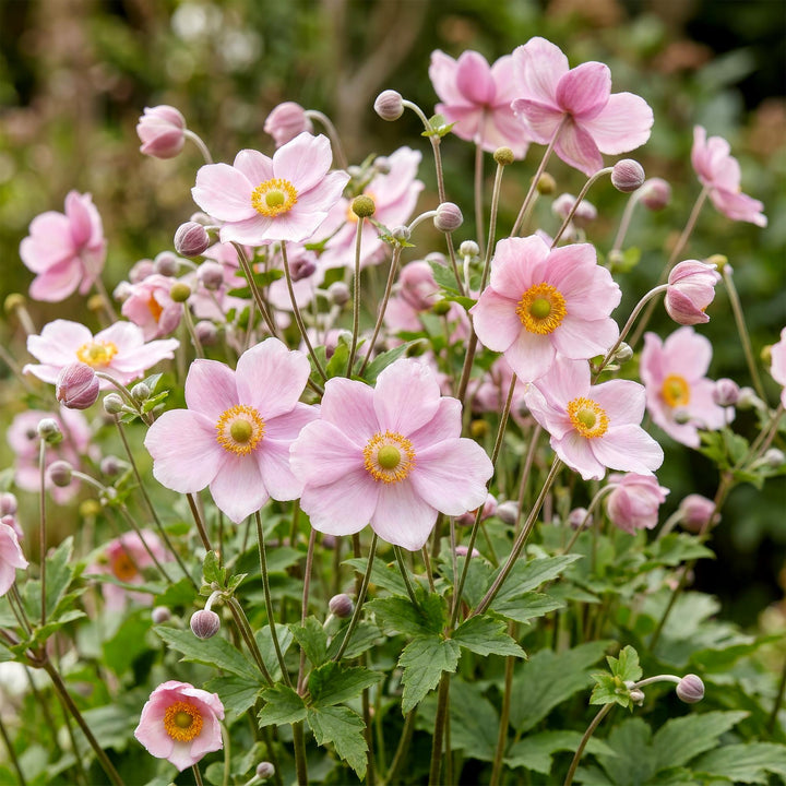 24x Anemone hybrida 'Koenigin Charlotte' Japanese Anemone - Pink - 11cm Pot - 15-25cm
