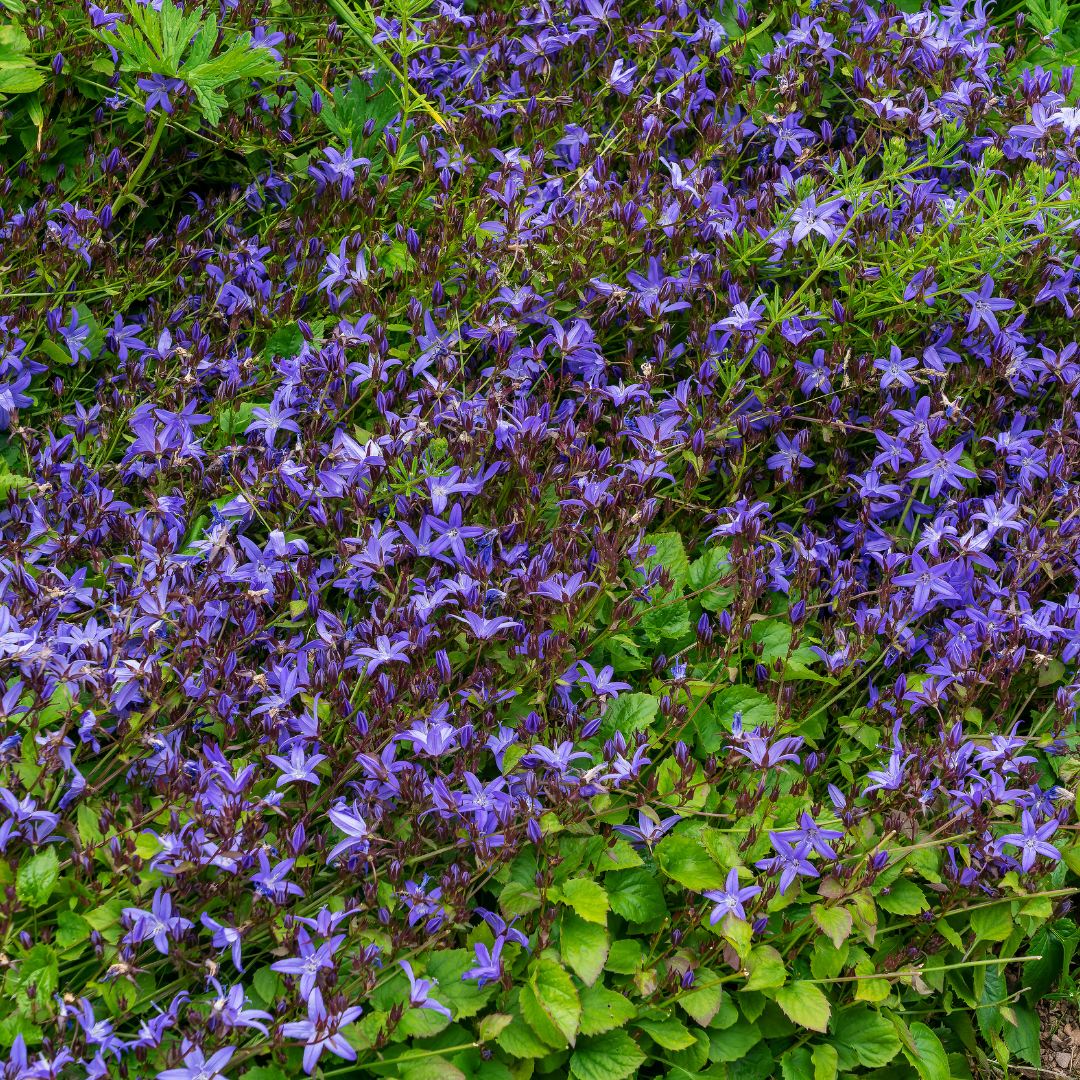 24x Campanula poscharskyana Serbian Bellflower - Ground Cover - 9cm Pot - 10-25cm