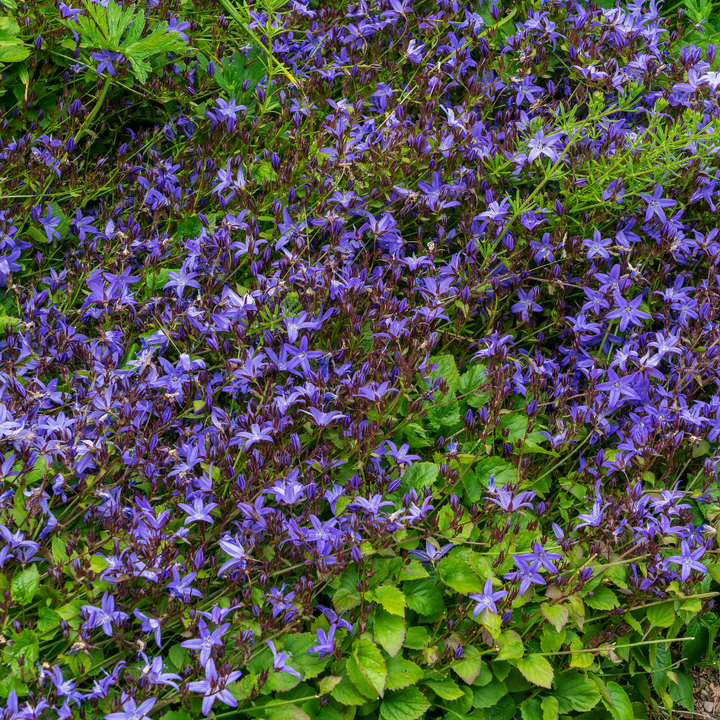 24x Campanula poscharskyana Serbian Bellflower - Ground Cover - 9cm Pot - 10-25cm