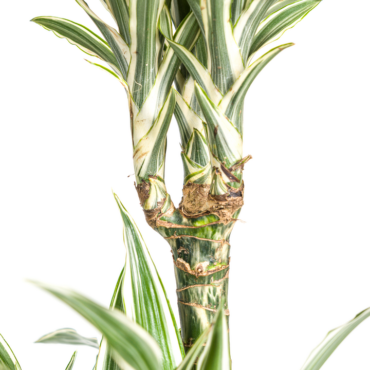 Dracaena Deremensis White Stripe with basket Ø24cm - ↕130 - 150cm